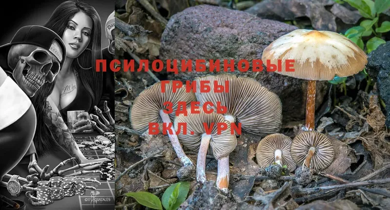 Галлюциногенные грибы Magic Shrooms  ссылка на мегу   Вологда  продажа наркотиков 